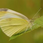 Bělásek řepový – Pieris rapae ♀, Prachov (VI, 2009)