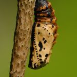 Hnědásek osikový - Euphydryas maturna, kukla Polabí (VI, 2012)