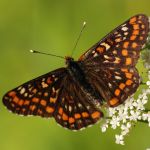 Hnědásek osikový - Euphydryas maturna, Polabí (VI, 2008)