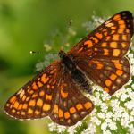 Hnědásek osikový - Euphydryas maturna, Polabí (VI, 2008)