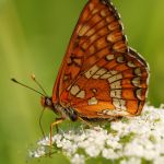 Hnědásek osikový - Euphydryas maturna, Polabí (VI, 2008)