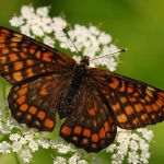 Hnědásek osikový - Euphydryas maturna, Polabí (VI, 2008)