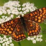 Hnědásek osikový - Euphydryas maturna, Polabí (VI, 2008)