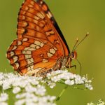 Hnědásek osikový - Euphydryas maturna, Polabí (VI, 2008)