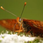 Hnědásek osikový - Euphydryas maturna, Polabí (VI, 2008)