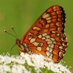 Hnědásek osikový - Euphydryas maturna, Polabí (VI, 2008)