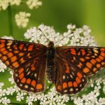 Hnědásek osikový - Euphydryas maturna, Polabí (VI, 2008)