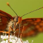 Hnědásek osikový - Euphydryas maturna, Polabí (VI, 2008)