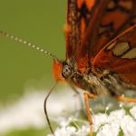 Hnědásek osikový - Euphydryas maturna, Polabí (VI, 2008)