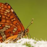 Hnědásek osikový - Euphydryas maturna, Polabí (VI, 2008)