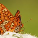 Hnědásek osikový - Euphydryas maturna, Polabí (VI, 2008)