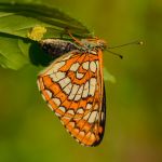 Hnědásek osikový - Euphydryas maturna, samice při kladení (VI, 2013)