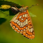 Hnědásek osikový - Euphydryas maturna, samice při kladení (VI, 2013)