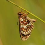 Hnědásek černýšový - Melitaea aurelia, Bílé Karpaty (VI, 2008)