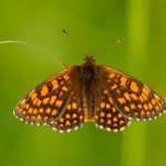 Hnědásek černýšový - Melitaea aurelia, Bílé Karpaty (VI, 2013)