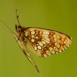 Hnědásek černýšový - Melitaea aurelia, Bílé Karpaty (VI, 2013)