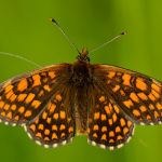 Hnědásek černýšový - Melitaea aurelia, Bílé Karpaty (VI, 2013)