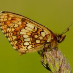 Hnědásek černýšový - Melitaea aurelia, Bílé Karpaty (VI, 2013)