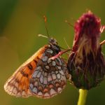 Hnědásek černýšový - Melitaea aurelia, Bílé Karpaty (VII, 2009)