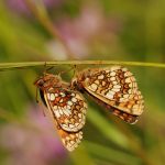 Hnědásek černýšový - Melitaea aurelia ♂+♀, Bílé Karpaty (VI, 2008)