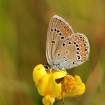 Modrásek ušlechtilý - Polyommatus amandus (Schneider, 1792)