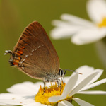 Ostruháček kapinicový - Satyrium acaciae (Fabricius, 1787)