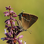 Ostruháček trnkový - Satyrium spini (Denis & Schiffermüller, 1775)