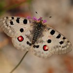 Jasoň červenooký - Parnassius apollo (Linnaeus, 1758)