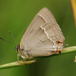 Ostruháček dubový - Neozephyrus quercus (Linnaeus, 1758)