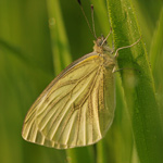 Bělásek řepkový – Pieris napi (Linnaeus, 1758)
