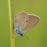 Modrásek lesní - Cyaniris semiargus (Rottemburg, 1775)