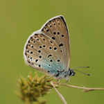 Modrásek černoskvrnný - Maculinea arion (Linnaeus, 1758)