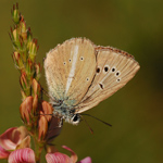 Modrásek ligrusový - Polyommatus damon (Denis & Schiffermüller, 1775)