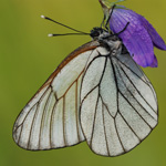 Bělásek ovocný – Aporia crataegi (Linnaeus, 1758) 