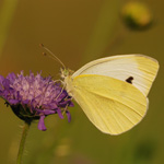 Bělásek zelný – Pieris brassicae (Linnaeus, 1758)