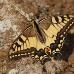 Otakárek fenyklový - Papilio machaon (Linnaeus, 1758)