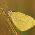 Bělásek řepový – Pieris rapae (Linnaeus, 1758)