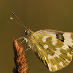 Bělásek rezedkový – Pontia daplidice (Linnaeus, 1758)