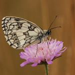 Okáč bojínkový - Melanargia galathea (Linnaeus, 1758)