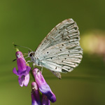 Modrásek krušinový - Celastrina argiolus (Linnaeus, 1758)