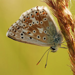 Modrásek vikvicový - Polyommatus coridon (Poda, 1761)