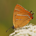 Ostruháček březový - Thecla betulae (Linnaeus, 1758)