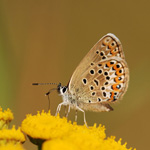 Modrásek černolemý - Plebejus argus (Linnaeus, 1758)