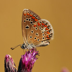 Modrásek vičencový - Polyommatus thersites (Cantener, 1834)