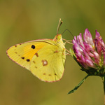 Žluťásek čilimníkový – Colias crocea (Furcroy, 1785)