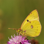 Žluťásek jižní – Colias alfacariensis (Ribbe, 1905)