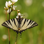 Modrásek hnědoskvrnný - Polyommatus daphnis (Dennis & Schiffermüller, 1775) 