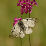 Jasoň dymnivkový - Parnassius mnemosyne (Linnaeus, 1758) 