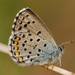 Modrásek východní - Pseudophilotes vicrama (Moore, 1865)