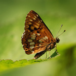 Pestrobarvec petrklíčový - Hamearis lucina (Linnaeus, 1758)